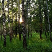 Июнь постарался, лес нарядил. :: Татьяна Помогалова