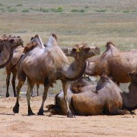 Казахстанские верблюды. :: Штрек Надежда 