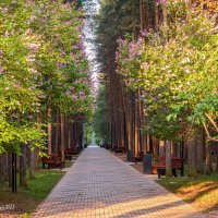 Утро в сосновом парке. Уже три года ухтинцы наслаждаются рекоструированным старейшим Детским парком :: Николай Зиновьев