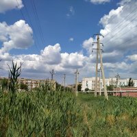 камыши основная зелень в городе :: Евгения Чередниченко