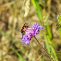 Пчела Andrena Ornata :: Анатолий Клепешнёв
