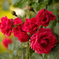 Как хороши, как свежи были розы... :: Андрей Вестмит
