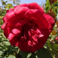 "О, роза красная! ...Ты – символ щедрости души и символ счастья..." :: Galina Dzubina