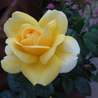 Солнечная роза :: Лидия Бусурина
