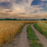 Шумит пшеница спелым колосом :: Lora Braun 