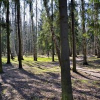 ПАВЛОВСК, прогулка. :: Виктор Осипчук