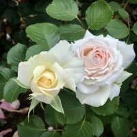 Белые розы ароматом манили… :: Любовь 