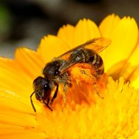 Пчела с обножкой :: Константин Штарк