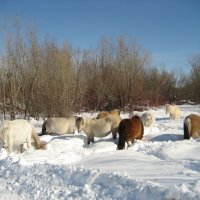 Якутские лошади :: Anna Ivanova