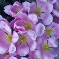 .. тюльпаны " розовый зефир"... :: galalog galalog
