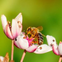 пчелка возле речки :: Александр Прокудин