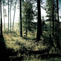 В лесу :: Sergei Vikulov