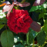 Бархатная роза и капли дождя :: Валентин Семчишин