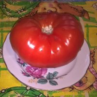 Вот такой помидор..Вес 500 грамм. :: Елена Семигина