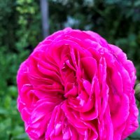 Роза в моём саду :: Таня Фиалка