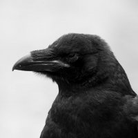 Черный ворон. :: Владимир Лазарев