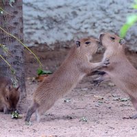 дети капибары :: Михаил Бибичков