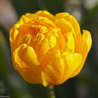 Желтые тюльпаны – золотое Солнце. :: Андрей Андреев Андреев