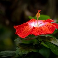 Гибискус  (Hibiscus). :: Александр Григорьев