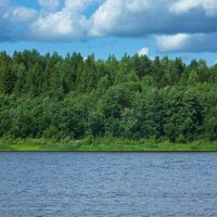 Forest on the banks of the Kubena River in July Day| 15 :: Sergey Sonvar
