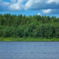 Forest on the banks of the Kubena River in July Day| 16 :: Sergey Sonvar