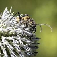 На цветке :: Андрей Пристяжнюк