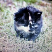 Самый грустный котенок:) (серия) :: Светлана Павлова