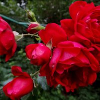 Букетик роз :: Антонина Гугаева