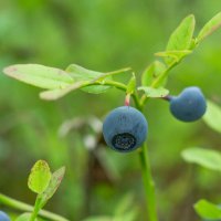 Blueberry | 27 :: Sergey Sonvar