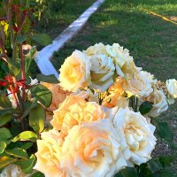 Розы в саду :: Ольга Довженко