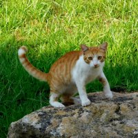 Котёнок на камне. :: Валерьян Запорожченко