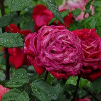 Про лето и розы :: Liliya Kharlamova