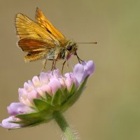 Бабочка Толстоголовка на цветке :: Анатолий Клепешнёв