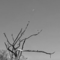 Дерево и луна :: Geolog 8