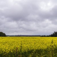 Желтое поле :: Сергей Цветков