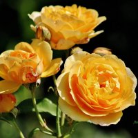 Кто сказал, что жёлтые розы к разлуке? :: Восковых Анна Васильевна 