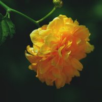 "Золотой шар"  Kerria japonica Pleniflora :: wea *