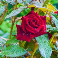 Бархатная роза  под дождём :: Валентин Семчишин