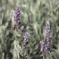 Пчелка на подлете. :: Оля Богданович