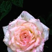 Красота розы после дождя :: Анна Самара
