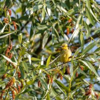 Желтая птичка в ветвях дерева :: Леонид Никитин