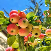 Райские яблочки :: Гуля Куценко