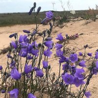 Цветы  «Кузоменской пустыни» :: Ольга Довженко