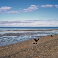 море и птицы :: Liudmila LLF