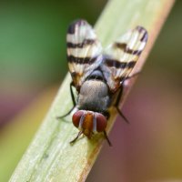 Полосатая  муха :: Геннадий Супрун