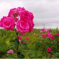 Живой букет прекрасных роз. :: Лия ☼