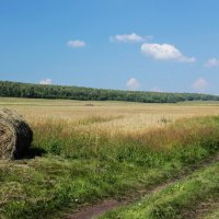 Пшеничное поле :: Влад Платов