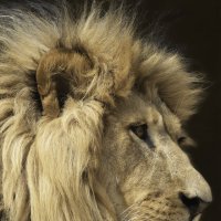 lion :: Al Pashang 