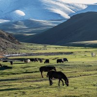 Монголия. "Далеко, далеко на лугу пасутся ко...- кони" :: Galina 