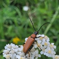 Усач мускусный :: Татьяна 